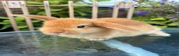 Mini Lop rabbits for sale: Mini lop / Mini lop cross orange / black bunnies - Advert 12