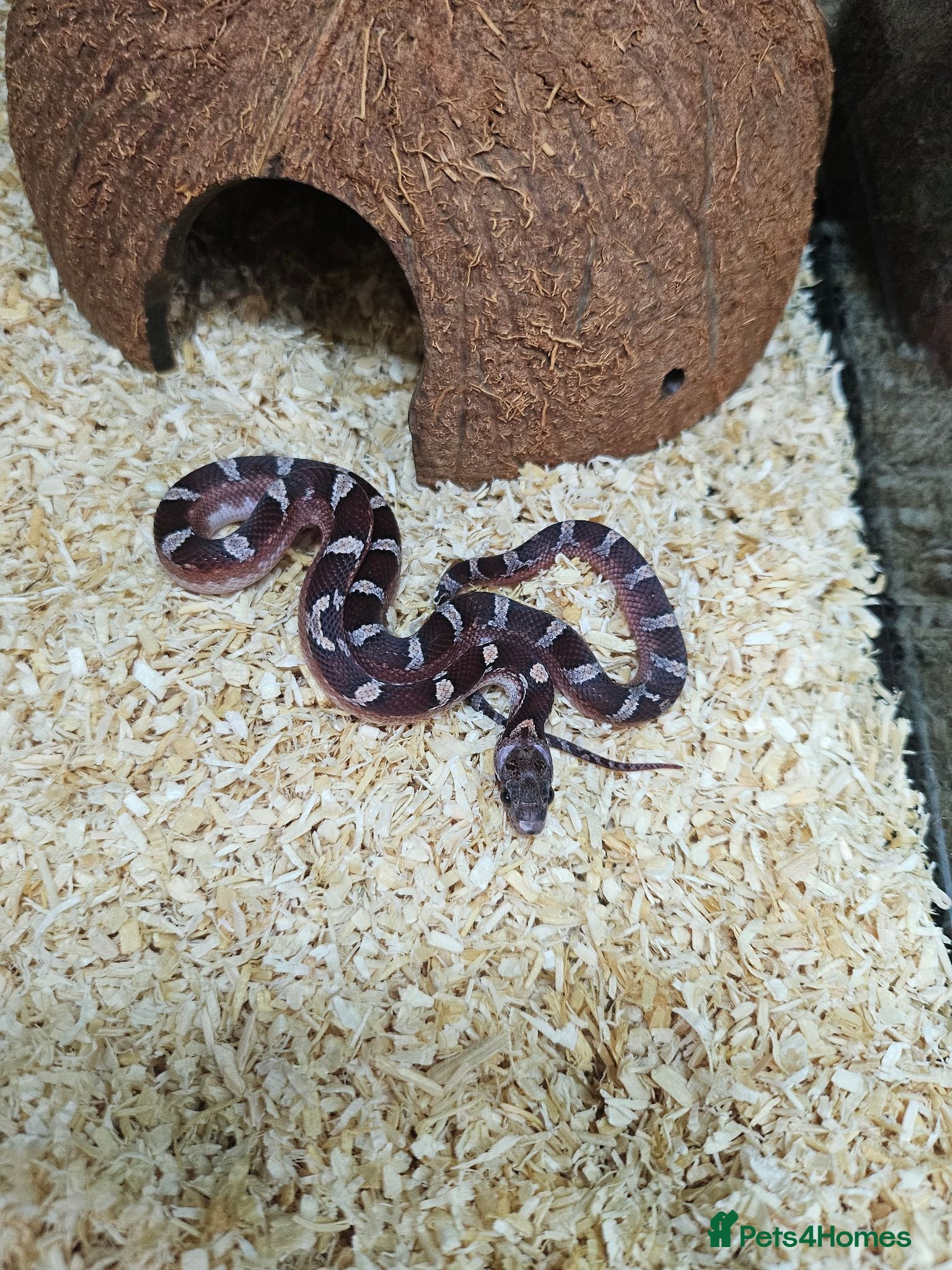 Corn Snake reptiles Baby pied cornsnakes for sale - Advert 1