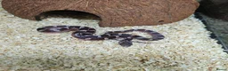 Corn Snake reptiles for sale: Baby pied cornsnakes for sale - Advert 1