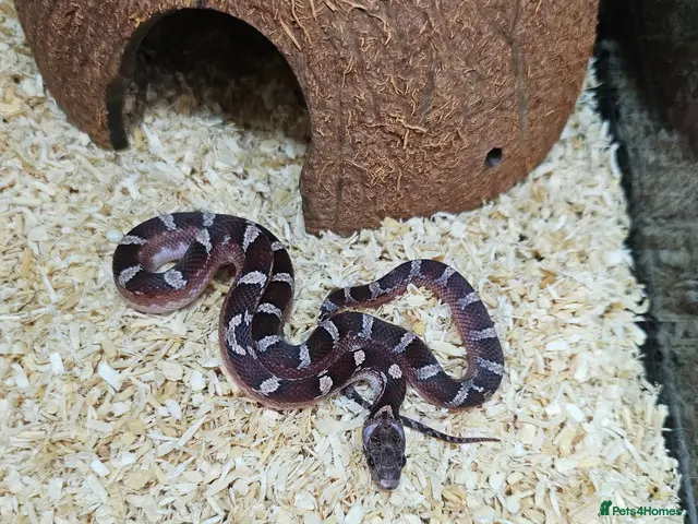 Corn Snake reptiles for sale: Baby cornsnakes for sale - Advert 2