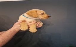 Labrador Retriever dogs for sale:  KC REG LABRADOR PICK OF LITTER AVAILABLE  in Preston - Image 3