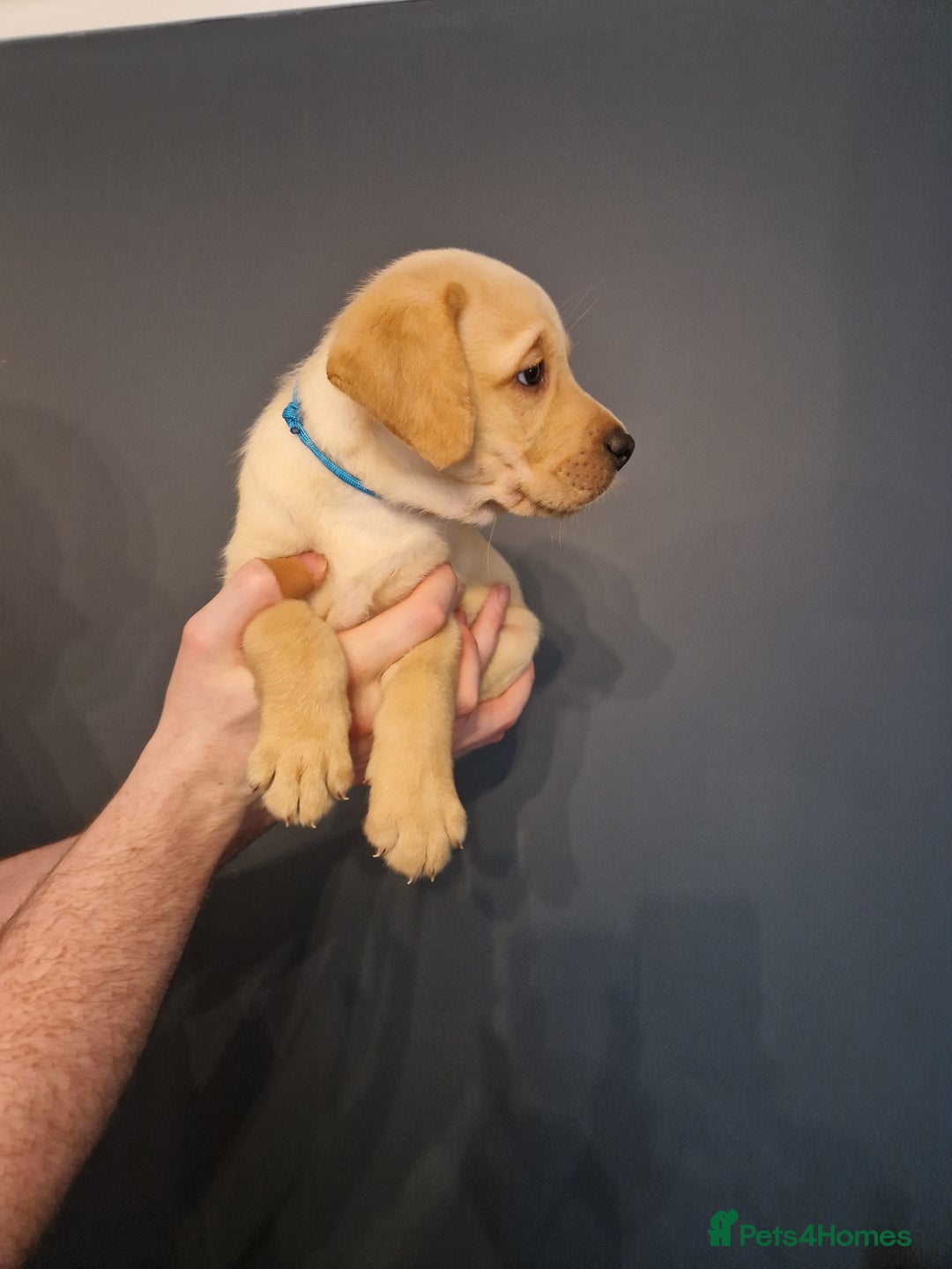 Labrador Retriever dogs for sale:  KC REG LABRADOR PICK OF LITTER AVAILABLE  in Preston - Image 3