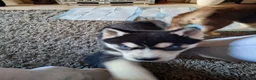 Siberian Husky dogs for sale: 7 husky pups - Advert 14