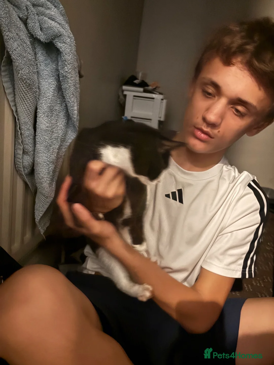 Mixed Breed cats for sale: Sister and brother  - Advert 2