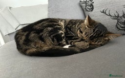Domestic Shorthair cats for sale: 2 Male brother cats  - Image 4