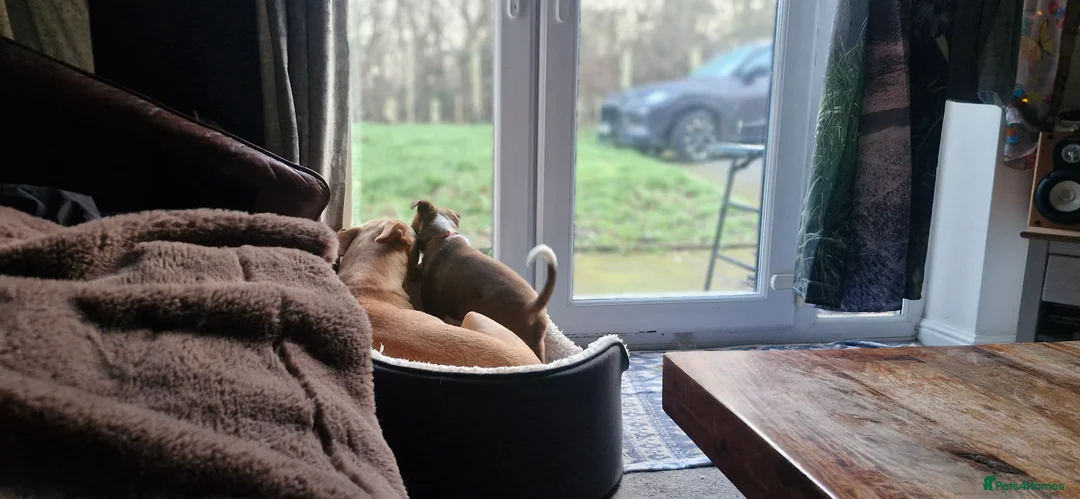 Mixed Breed dogs for sale: Bullgreyhound x collie (bull lurcher pup) - Advert 2