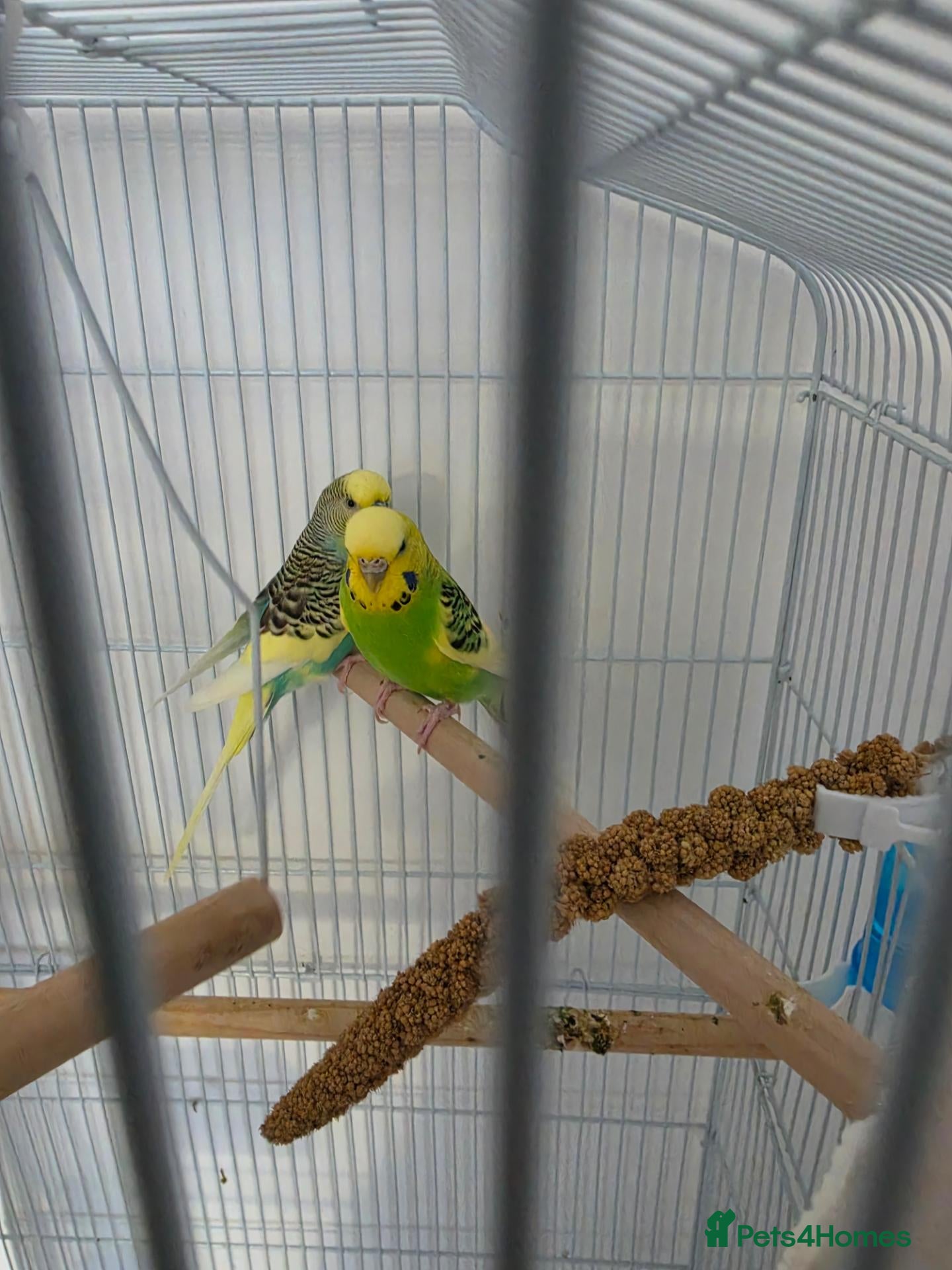 Budgerigars birds for sale: Budgies for sale  - Advert 7