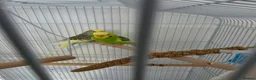 Budgerigars birds for sale: Budgies for sale  in Canvey Island - Advert 1