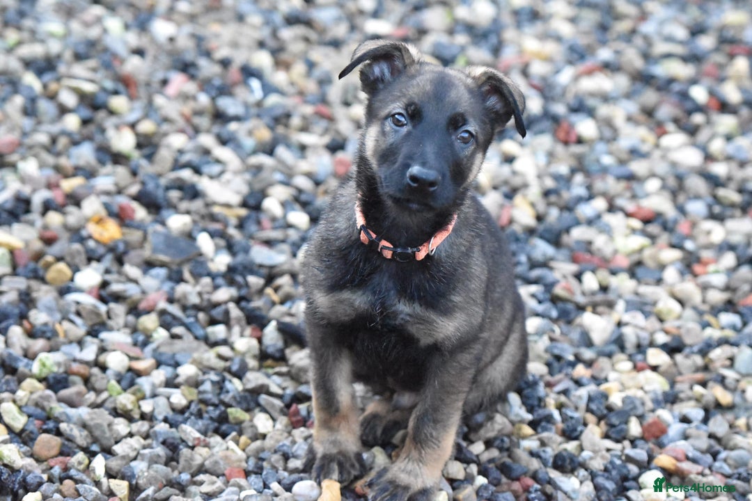 Mixed Breed dogs for sale: GSD × Dutch Herder – Top European Working Lines - Advert 6