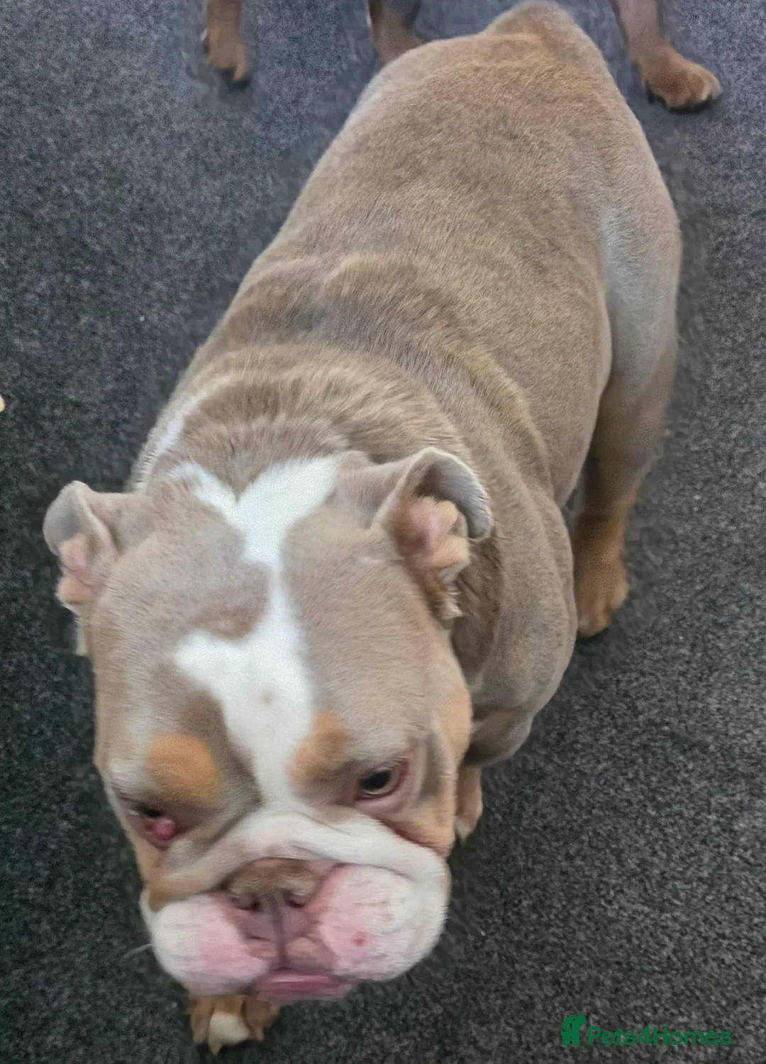 English Bulldog dogs for sale: English Bull Dog - Advert 4
