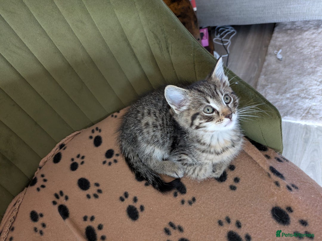 Mixed Breed cats for sale: 4 beautiful kittens ready to be rehome  - Advert 9