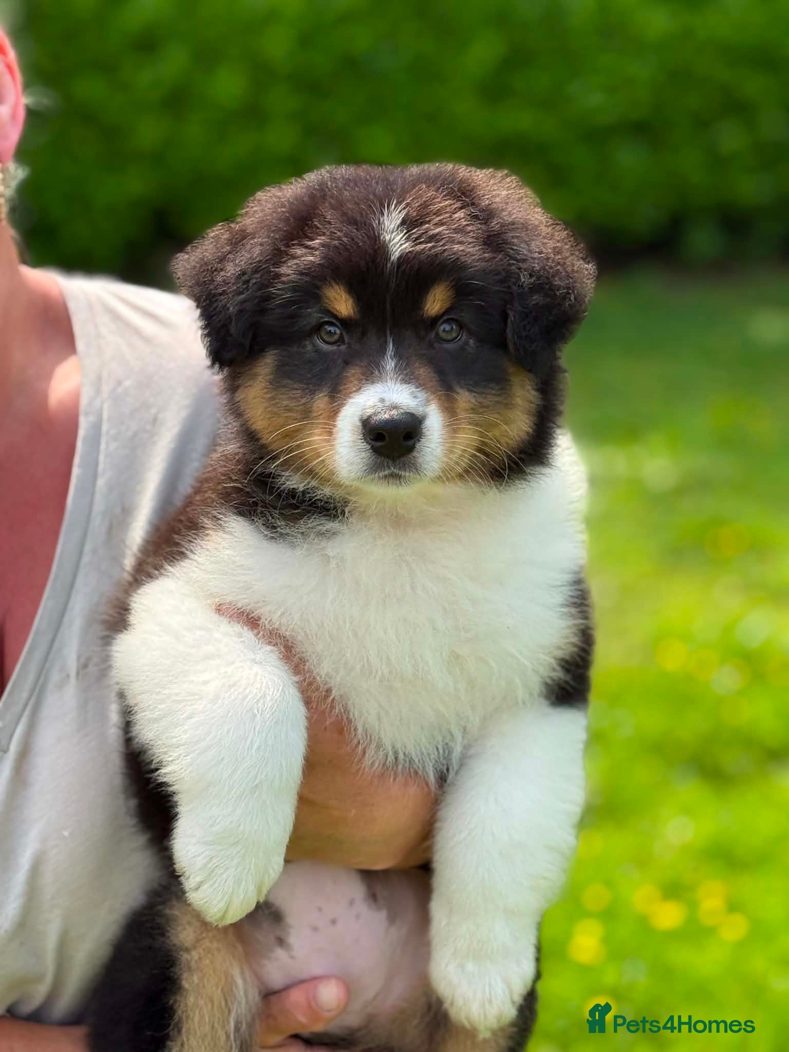 Australian Shepherd dogs Australian shepherd Black Tri Male Puppy - Advert 3