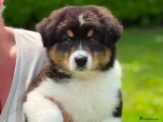 Australian Shepherd dogs Australian shepherd Black Tri Male Puppy - Advert 3
