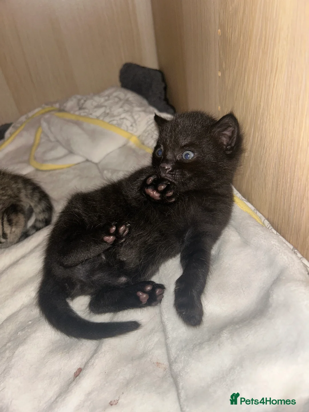 Mixed Breed cats for sale: Beautiful kittens  - Advert 29