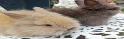 Lionhead rabbits for sale: PUREBRED DOUBLE/TEDDY LION HEAD BABIES  - Advert 9