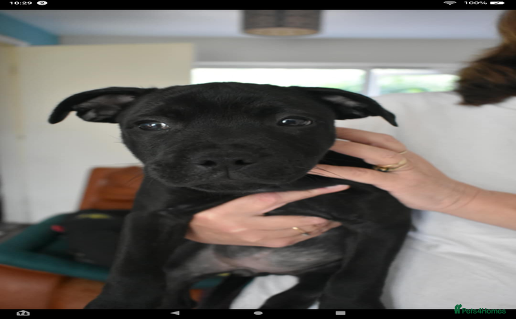 Staffordshire Bull Terrier dogs - Advert 1