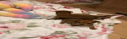 Jack Russell dogs for sale: Jack Russell  - Advert 8