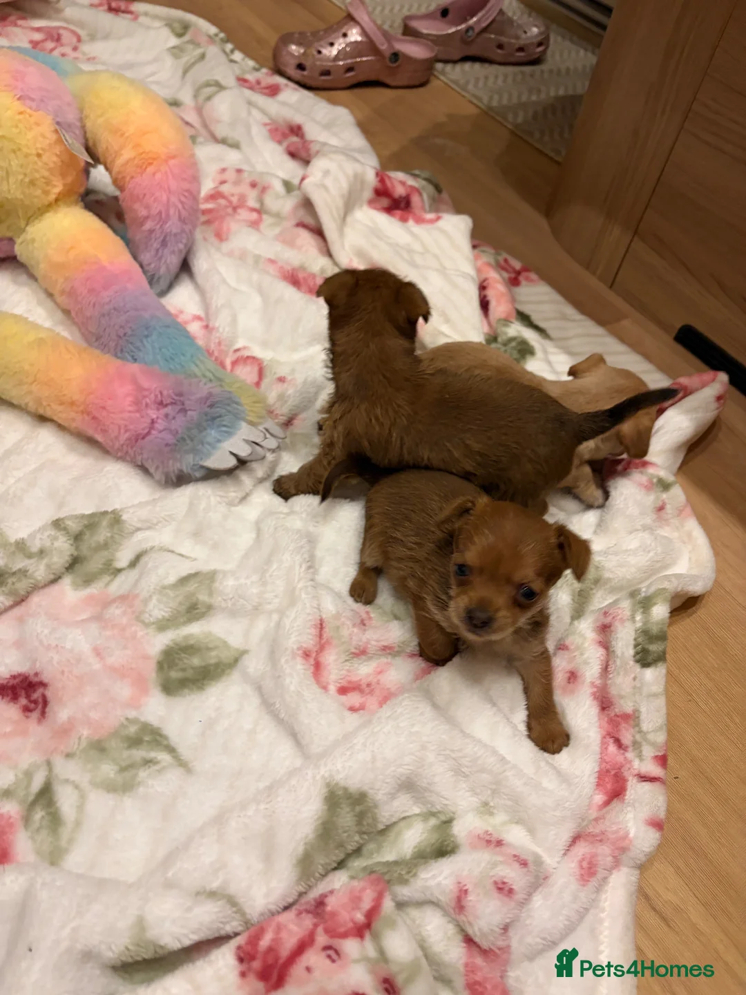 Jack Russell dogs for sale: Jack Russell  - Advert 8