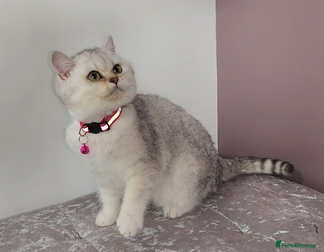 British Shorthair cats for sale: Amazing Quality Pedigree British Shorthair Kittens - Advert 2