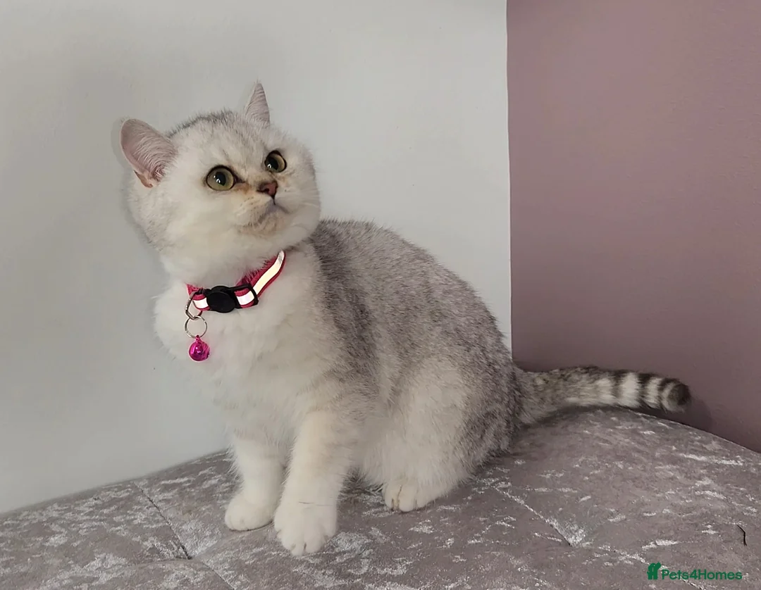 British Shorthair cats for sale: Amazing Quality Pedigree British Shorthair Kittens - Advert 5