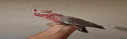Cockatoo birds for sale: Hand reared baby Galah cockatoos DNA tested cages - Advert 6
