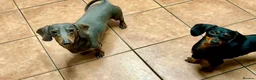 Miniature Dachshund dogs for stud: Stud Only, Proven Stud, KC, Please read - Advert 8
