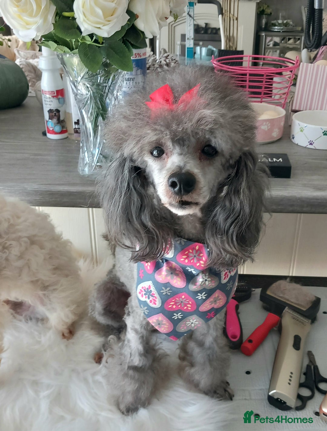 Toy Poodle dogs for stud: *STUD AVAILABLE*FULL PEDIGREE SILVER TOY POODLE in Colwyn Bay - Image 1