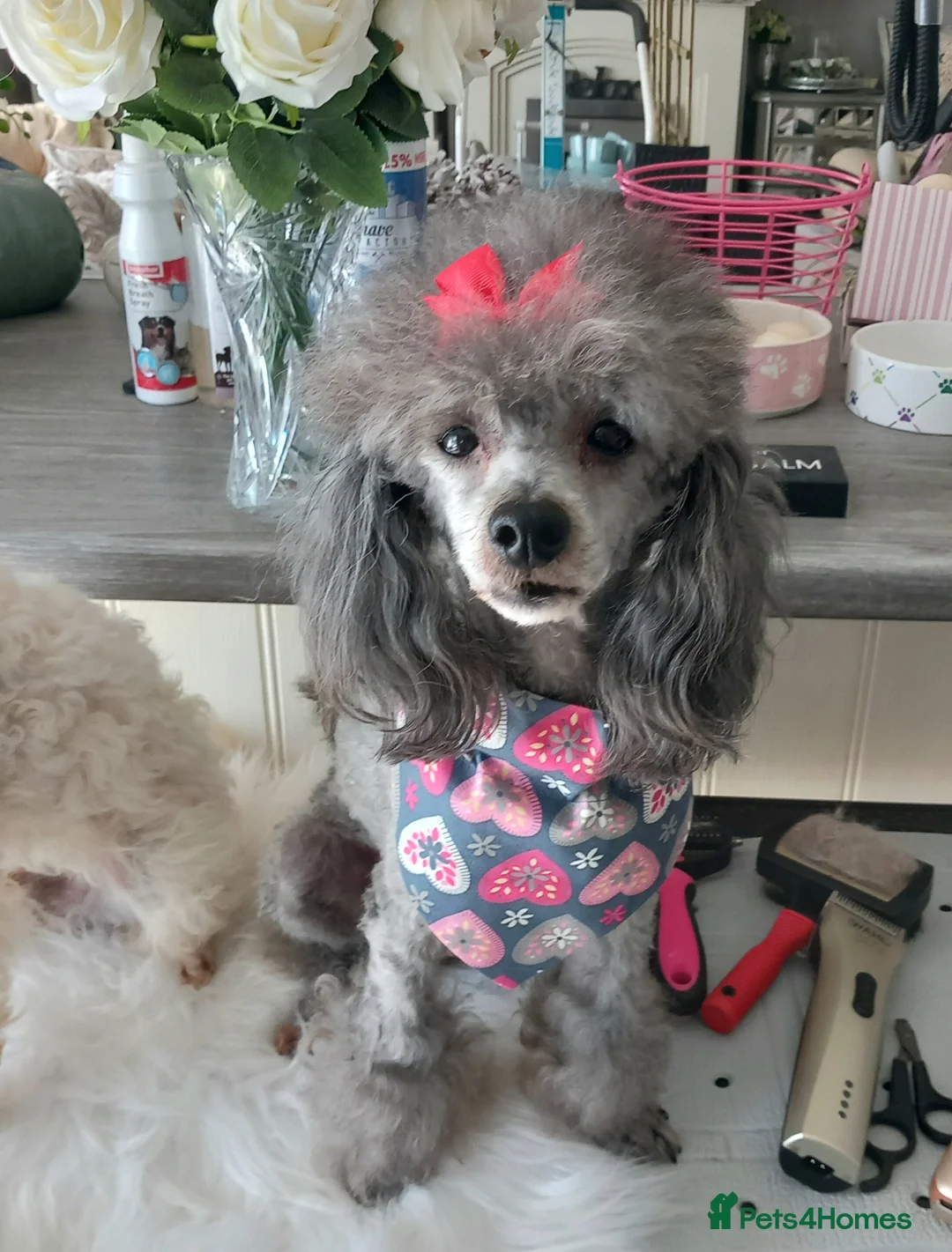 Toy Poodle dogs for stud: *2 STUDS AVAILABLE*FULL PEDIGREE SILVER & PHANTOM - Advert 7