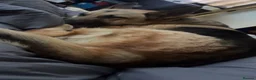 German Shepherd dogs for sale: female german shepherd  in Cannock - Advert 4
