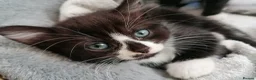 Mixed Breed cats for sale: Bombay Tuxedo - Advert 3