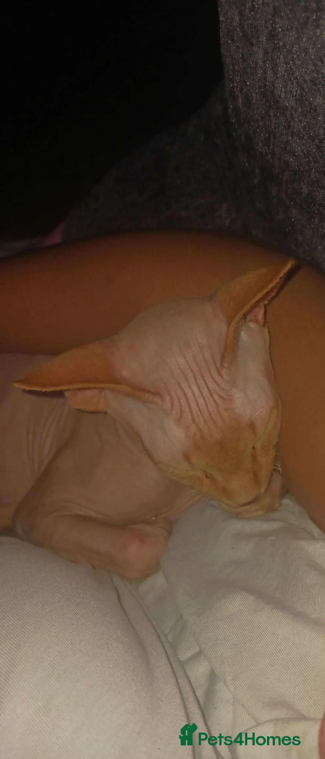 Sphynx cats for sale: MEET SUSHI THE SPHYNX - Advert 2