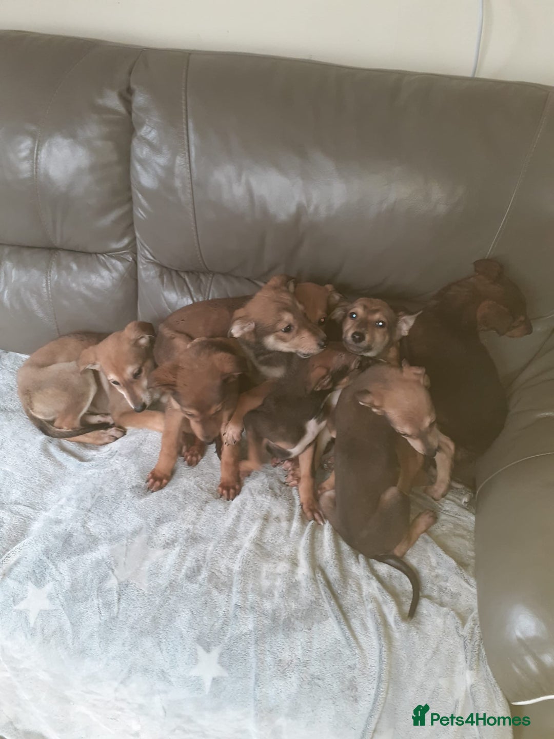 Mixed Breed dogs for sale: Saluki cross Chinese red dog - Advert 4