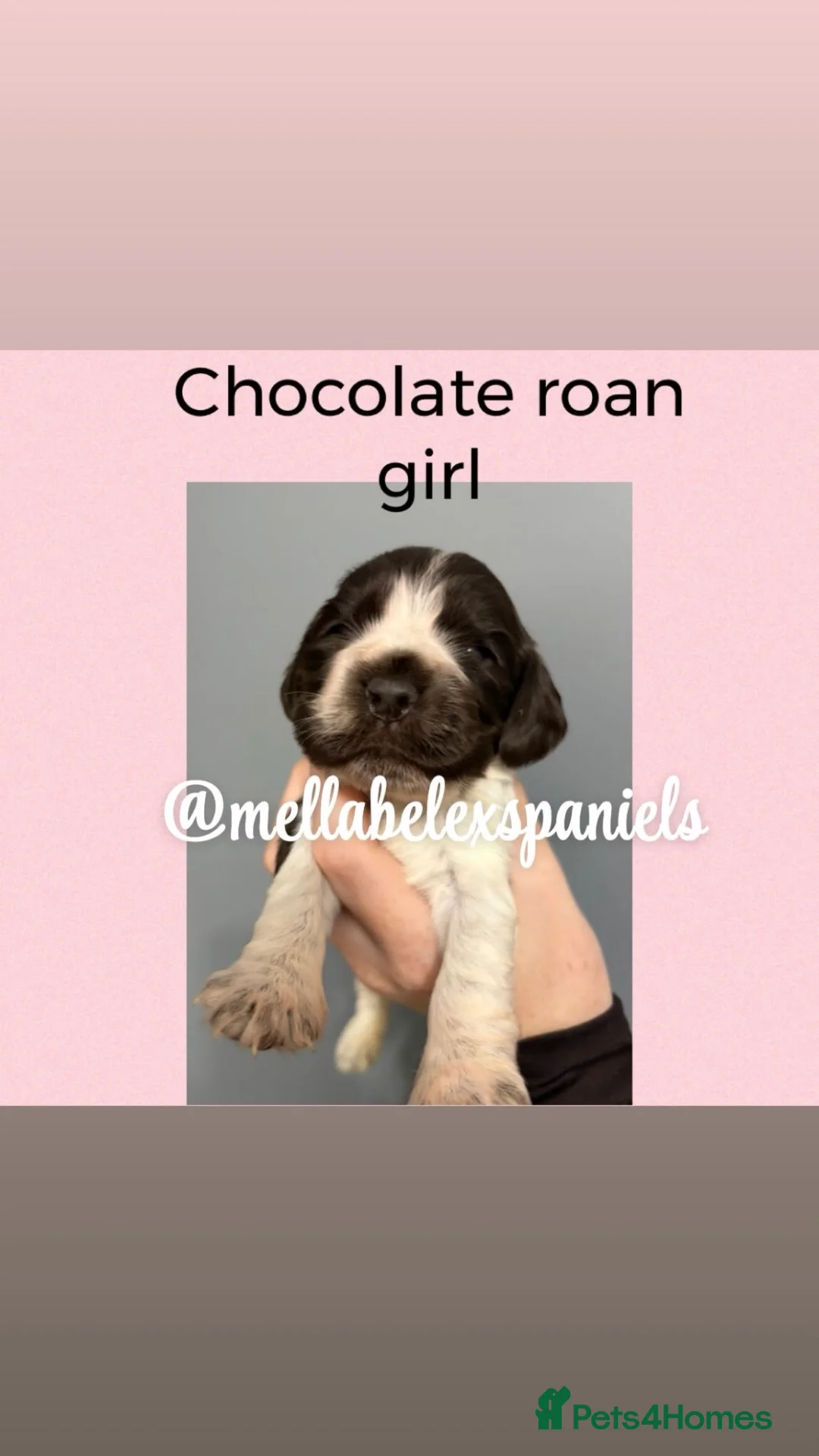 Cocker Spaniel dogs for sale: 5* SHOW COCKET SPANIEL PUPS, PARENTS HEALTH TESTED - Advert 2