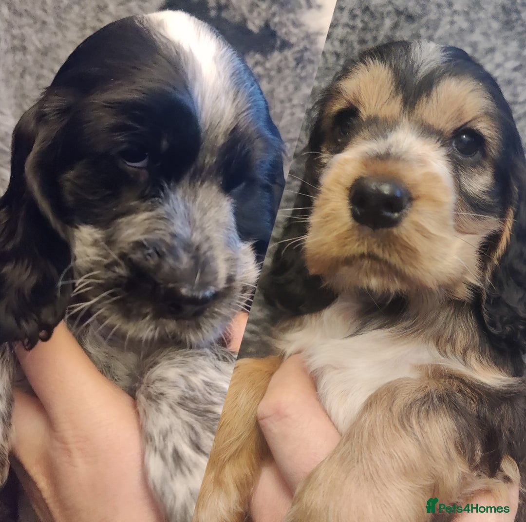Cocker Spaniel dogs for sale: KC Registered Show Type Cocker Spaniel  - Advert 1