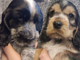 Cocker Spaniel dogs KC Registered Show Type Cocker Spaniel - Advert 16