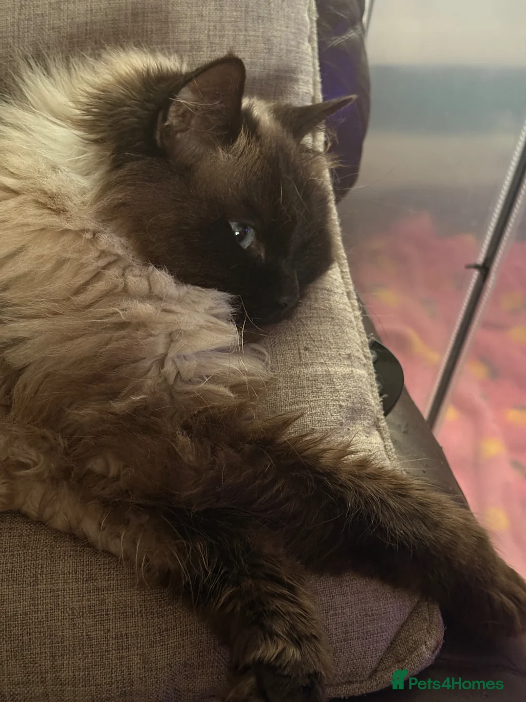 Ragdoll cats for sale: Female Ragdoll  - Advert 2