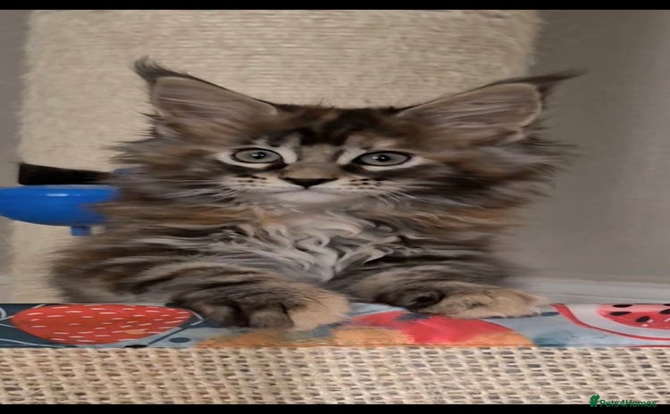 Maine Coon cats - Advert 3