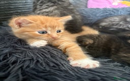 Mixed Breed cats for sale: (NEED HOMES) Beautiful kittens white/ginger - Image 21