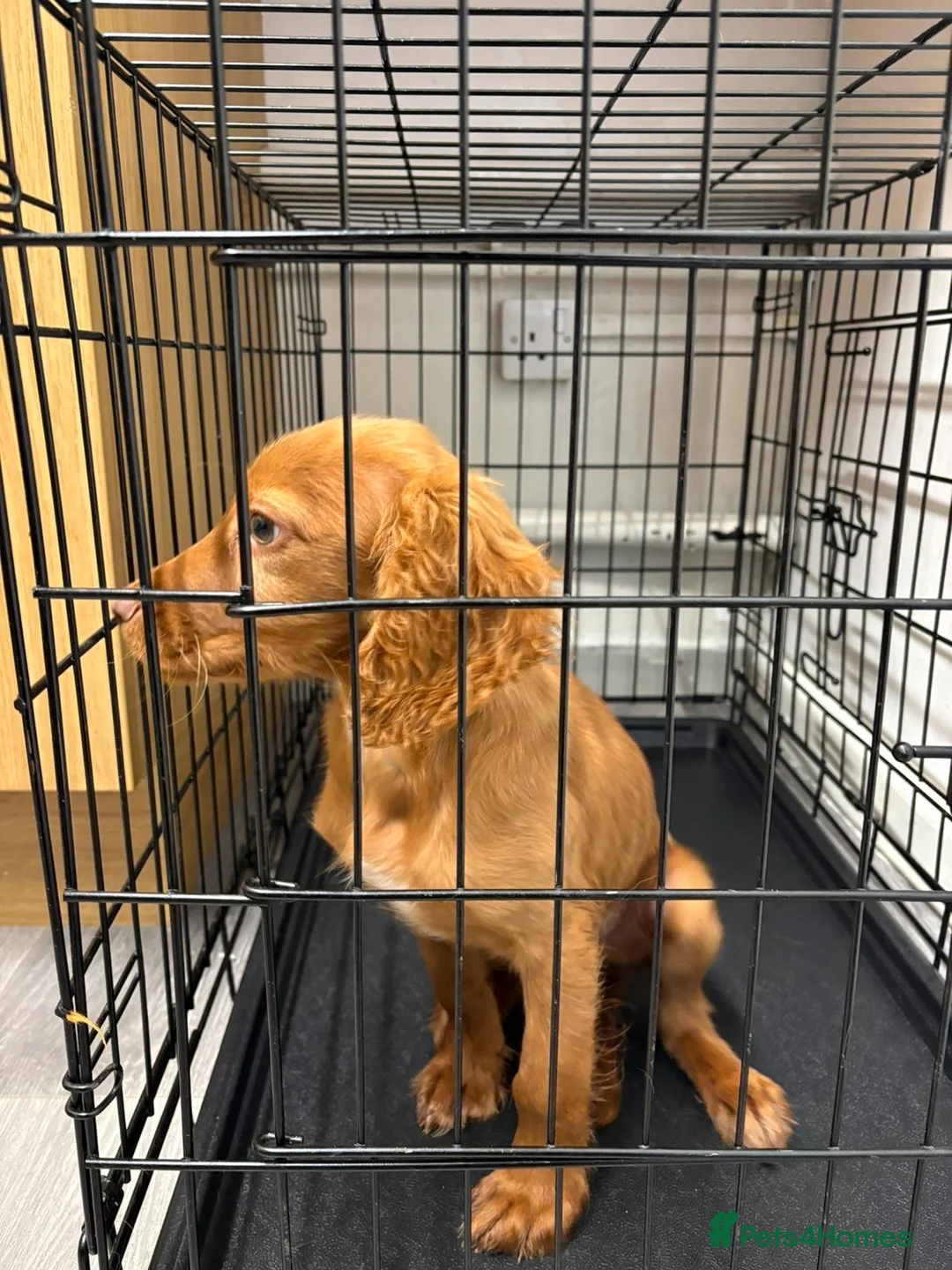 Cocker Spaniel dogs for sale: Cocker spaniel - Advert 9