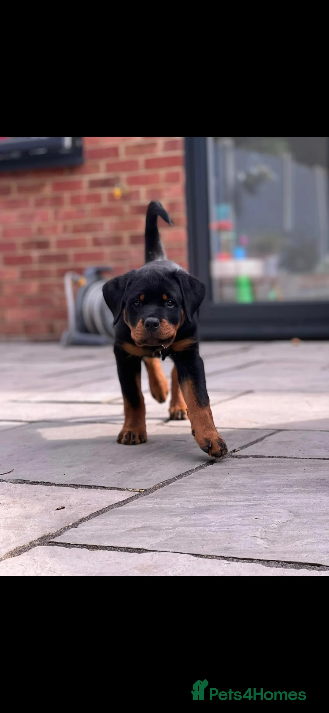 Rottweiler dogs for adoption: Roxy the loveable Rottie - Advert 13