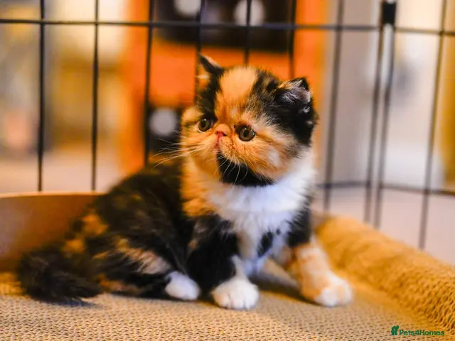 Persian cats for sale: Exotic Persian kittens - Advert 6
