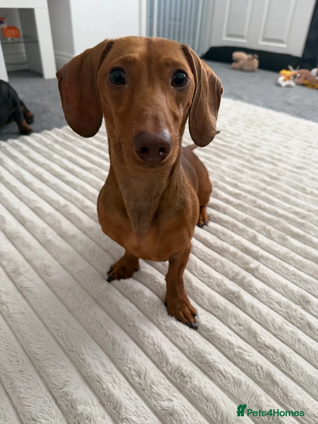 Miniature Dachshund dogs for sale: 18 month old miniature dachshund boy  - Advert 2