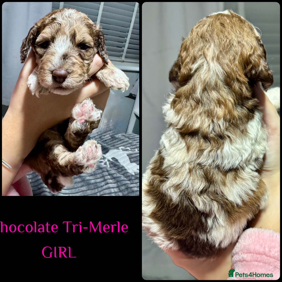 Cockapoo dogs for sale: Stunning F2b Cockapoo FULLY Health tested parents  - Advert 4