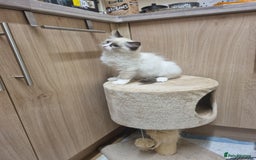 Ragdoll cats for sale: Ragdoll Bicollor kitten - Image 5