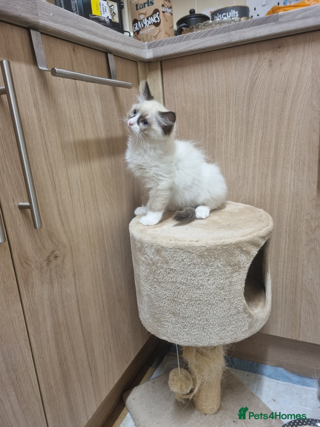 Ragdoll cats for sale: Ragdoll Bicollor kitten - Image 5