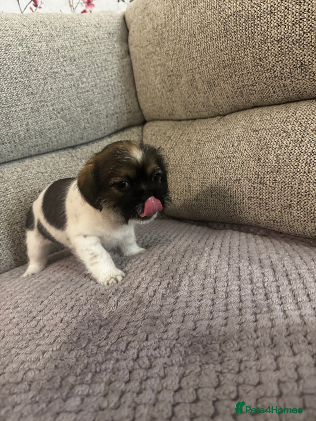 Mixed Breed dogs for sale: Shih Tzu cross patterdale pups - Advert 16