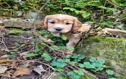 Cocker Spaniel dogs for sale: KC Registered Cocker Spaniel (Working) Puppies - Image 5