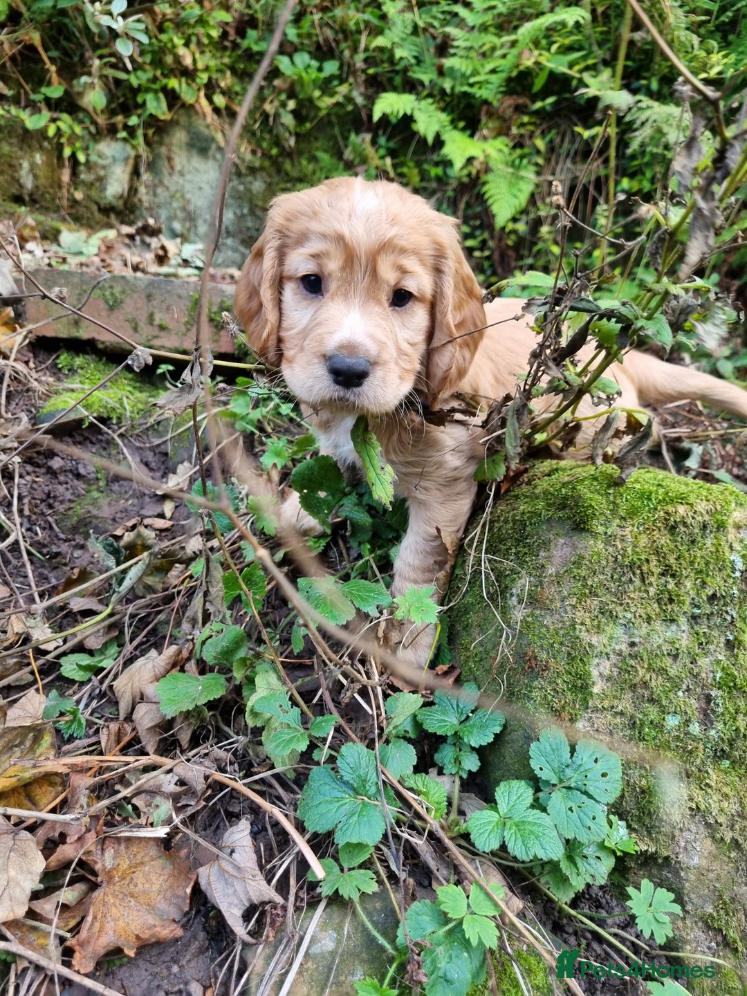 Cocker Spaniel dogs for sale: KC Registered Cocker Spaniel (Working) Puppies - Image 5