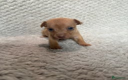 Jack Russell dogs for sale: Stunning litter of miniature Jack Russell puppies - Image 9