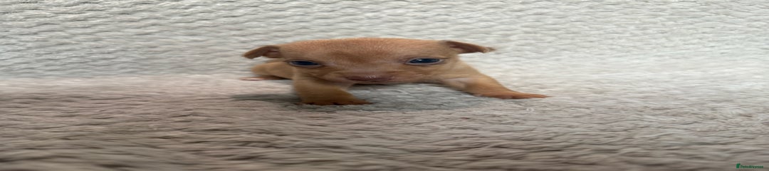 Roo